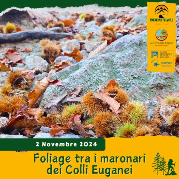 trekking escursione colli euganei autunno foliage monte grande maronari secolari bosco alta via rovolon teolo sasso eriche sabato 2 novembre 2024 mattina