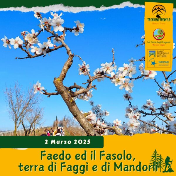 trekking escursione colli euganei monte fasolo beatrice d'este gemola villa cinto euganeo faedo mandorli fiore fioriture faggio domenica 2 marzo 2025 veneto unesco mattina