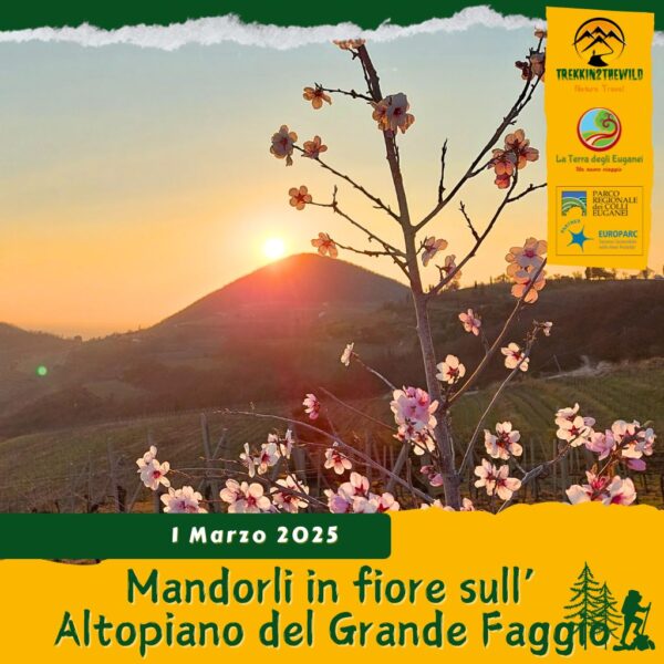 trekking escursione colli euganei monte fasolo beatrice d'este gemola villa cinto euganeo mandorli fiore fioriture faggio sabato 1 marzo 2025 veneto unesco pomeriggio