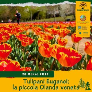 trekking escursione colli euganei tulipani terra livii raccolta torreglia terre bianche olanda venerdì 28 marzo 2025 veneto unesco